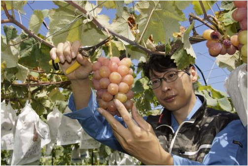 新しい栽培方法にもチャレンジ！