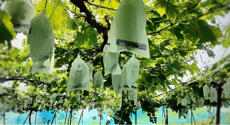 愛情たっぷり育てています！