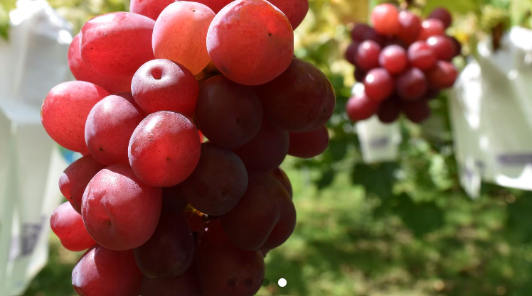 甘くておいしい♪